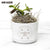 Currently Listening Office Plant